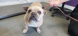 Shelter Stray Male Dog last seen Near E 5900 S, MURRAY CITY, UT, 84107, 511 W 3900 S, Salt Lake City, UT 84123, USA