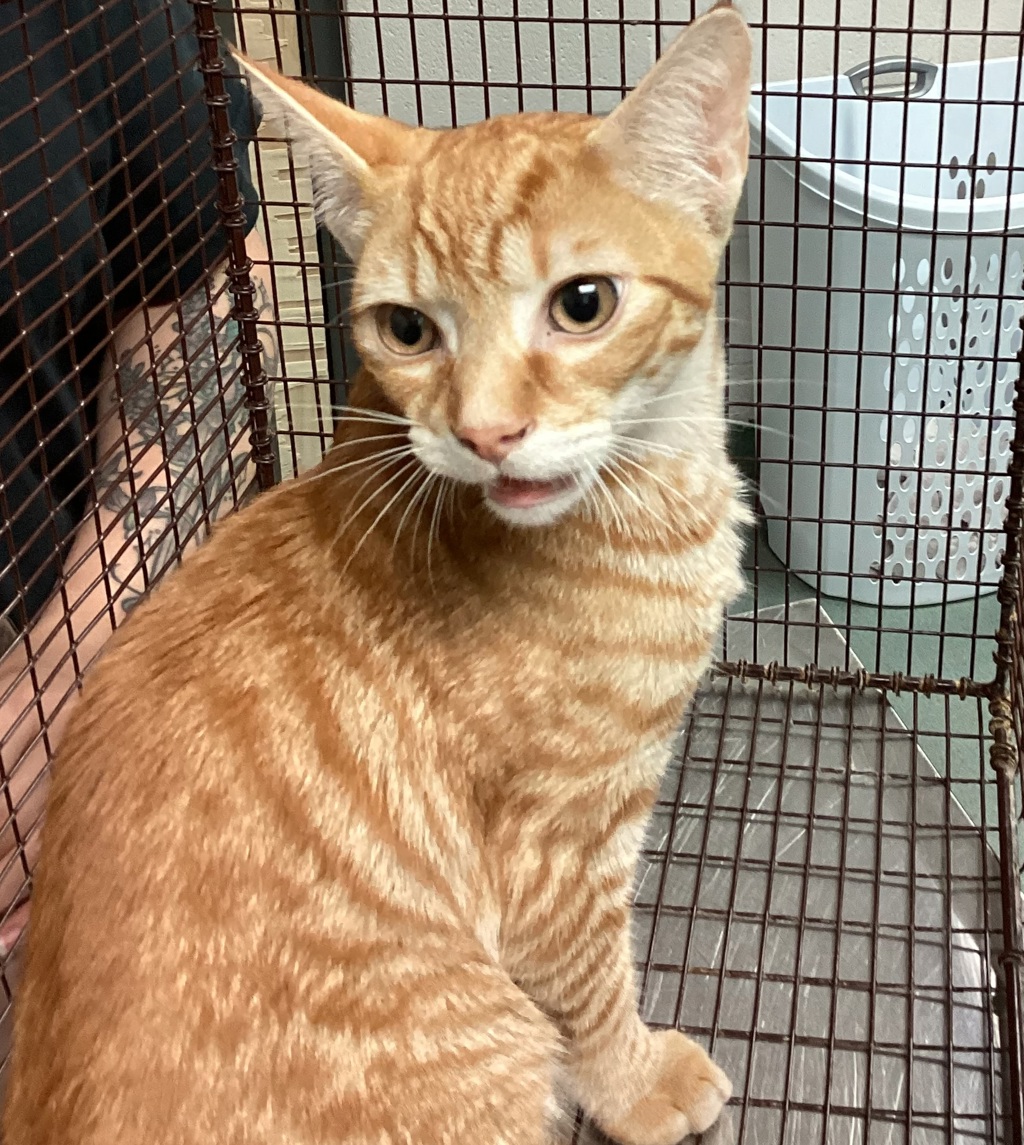 Shelter Stray Male Cat last seen Penny Road, RALEIGH, NC, 27606, 820 Beacon Lake Dr, Raleigh, NC 27610, USA