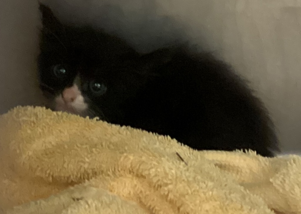 Shelter Stray Male Cat last seen Near Isner Lane, RALEIGH, NC, 27603, 820 Beacon Lake Dr, Raleigh, NC 27610, USA
