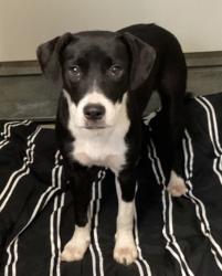 Shelter Stray Female Dog last seen Near Pulley Town Road, ZEBULON, NC, 27597, 820 Beacon Lake Dr, Raleigh, NC 27610, USA