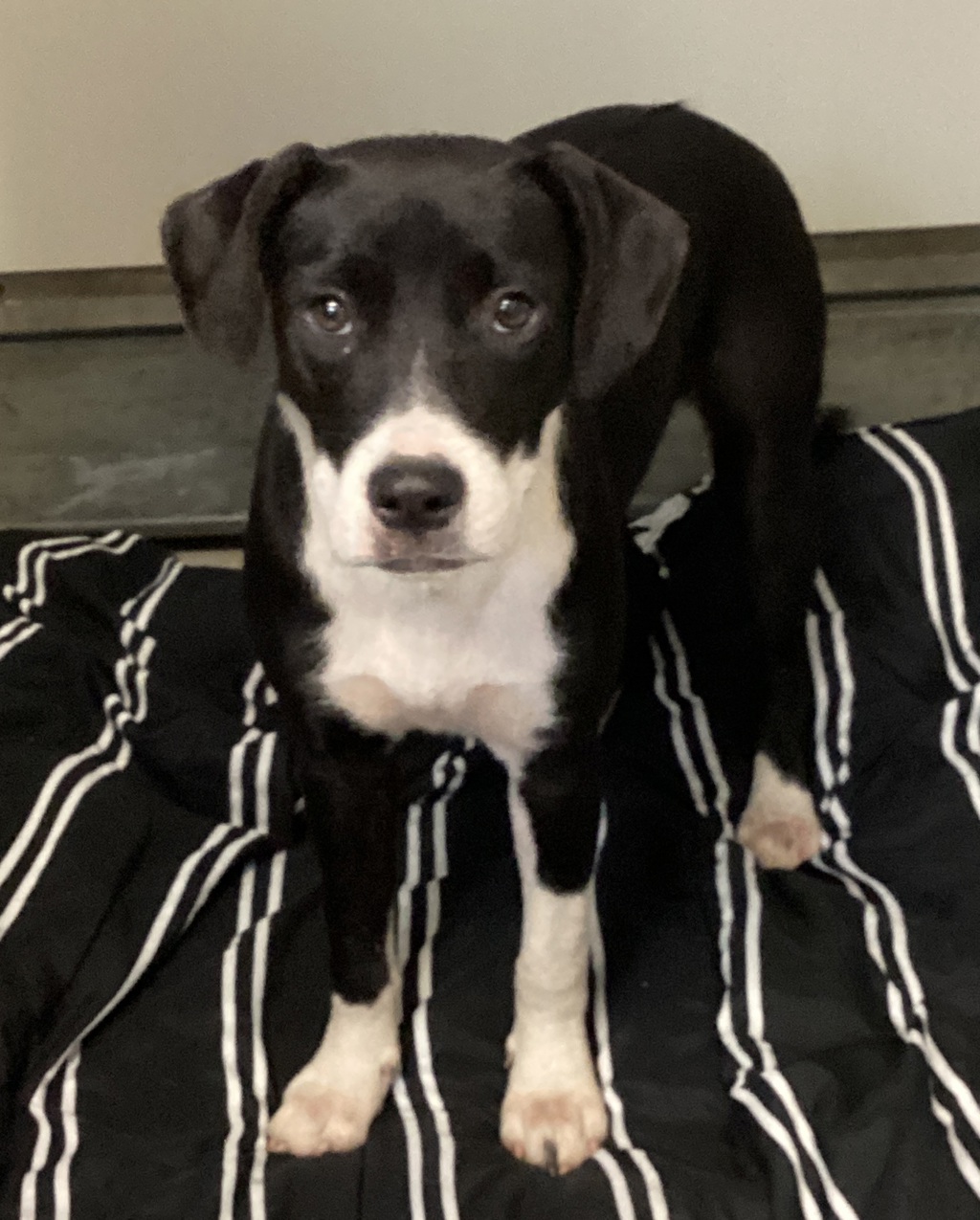 Shelter Stray Female Dog last seen Near Pulley Town Road, ZEBULON, NC, 27597, 820 Beacon Lake Dr, Raleigh, NC 27610, USA