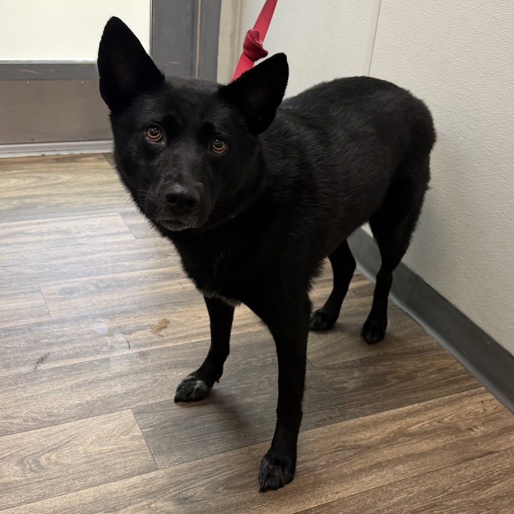 Shelter Stray Female Dog last seen Beech Street, San Diego, CA, 92102, 5500 Gaines St, San Diego, CA 92110, USA