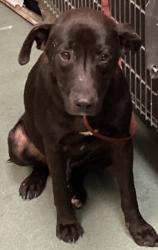 Shelter Stray Male Dog last seen Near Pulley Town Road, ZEBULON, NC, 27597, 820 Beacon Lake Dr, Raleigh, NC 27610, USA