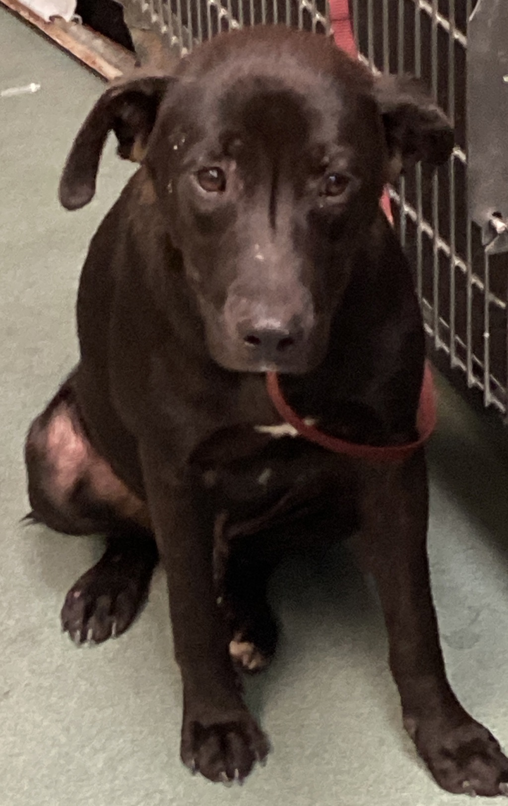 Shelter Stray Male Dog last seen Near Pulley Town Road, ZEBULON, NC, 27597, 820 Beacon Lake Dr, Raleigh, NC 27610, USA