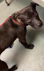 Shelter Stray Female Dog last seen Near Pulley Town Road, ZEBULON, NC, 27597, 820 Beacon Lake Dr, Raleigh, NC 27610, USA