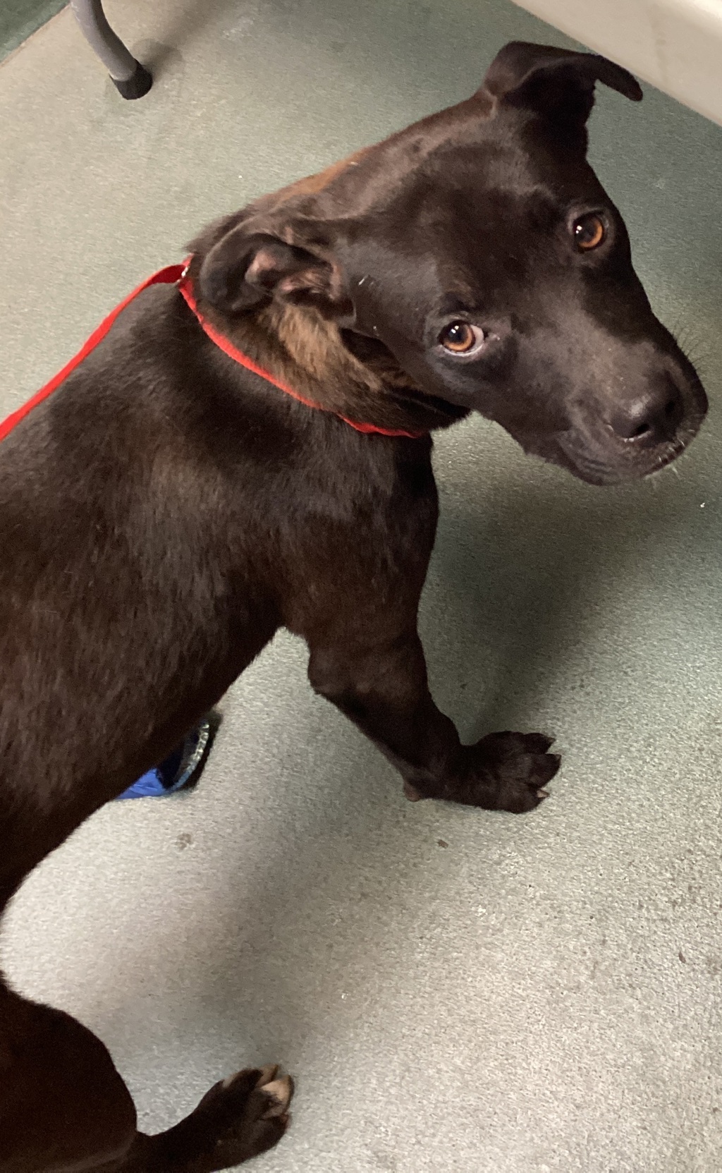 Shelter Stray Female Dog last seen Near Pulley Town Road, ZEBULON, NC, 27597, 820 Beacon Lake Dr, Raleigh, NC 27610, USA