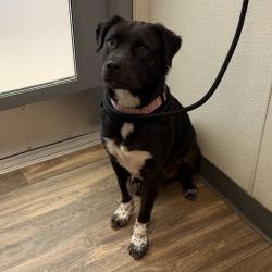 Shelter Stray Female Dog last seen Near Miramar Street, San Diego, CA, 92037, 5500 Gaines St, San Diego, CA 92110, USA