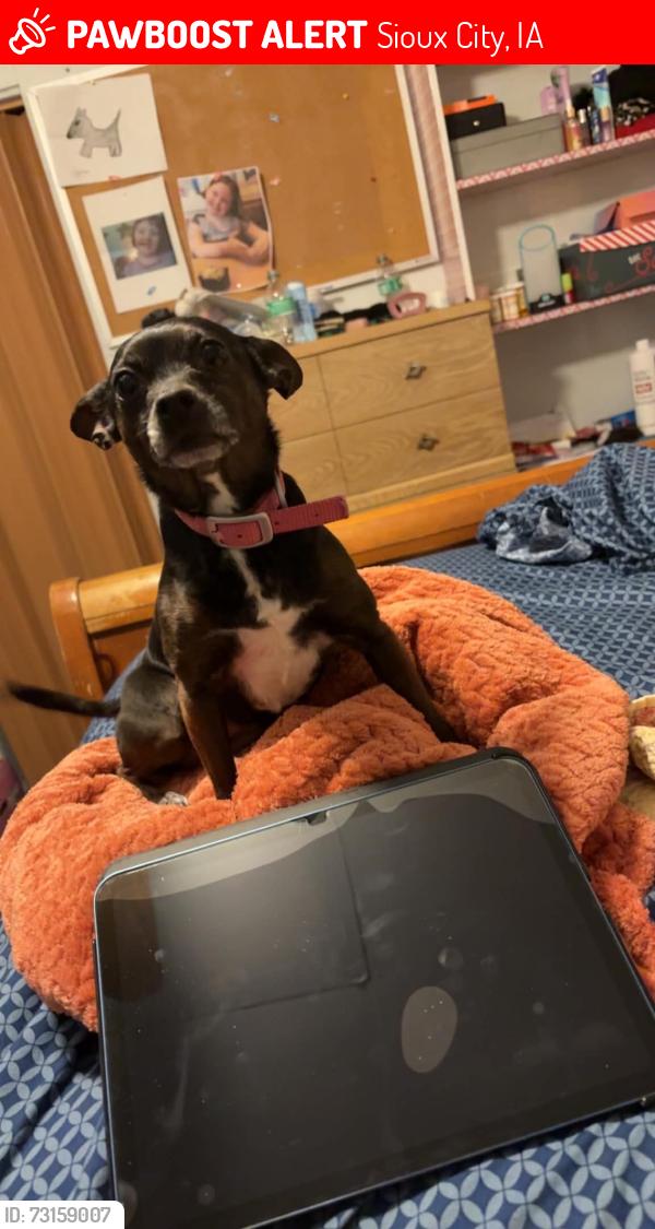 Lost Female Dog last seen By Bob Roes on the hill, Sioux City, IA 51106