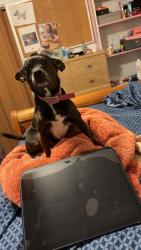 Lost Female Dog last seen By Bob Roes on the hill, Sioux City, IA 51106