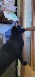 Lost Male Cat last seen Eagle and E Security, Aurora, CO 80011