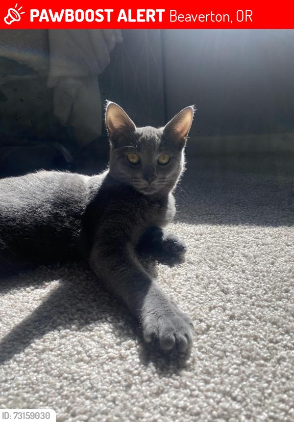 Lost Female Cat last seen SW Borrows, Beaverton, OR 97007