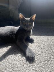 Lost Female Cat last seen SW Borrows, Beaverton, OR 97007