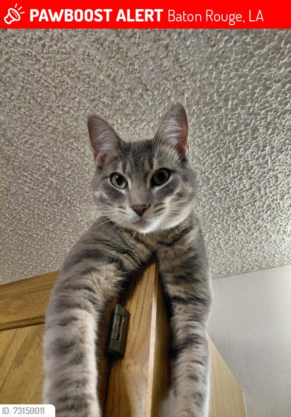 Lost Male Cat last seen Crosscreek Ave., Baton Rouge, Baton Rouge, LA 70810