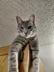 Lost Male Cat last seen Crosscreek Ave., Baton Rouge, Baton Rouge, LA 70810