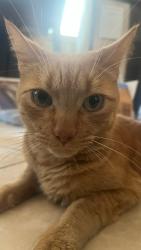 Reunited Male Cat last seen Near S Granada Avenue, Spring Valley, CA 91977