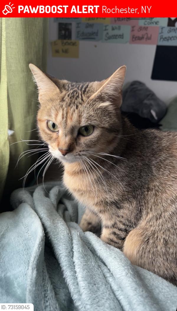 Lost Female Cat last seen Near durnan st, Rochester, NY 14621