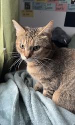 Lost Female Cat last seen Near durnan st, Rochester, NY 14621
