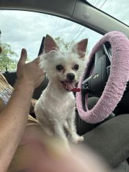 Reunited Male Dog last seen Corner of Secretariat Trace and Perkins Drive in Evergreen Farms, Murfreesboro, TN 37128