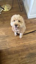 Reunited Female Dog last seen College st, Lewisville, TX 75057