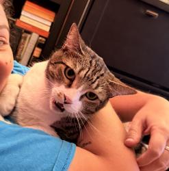 Lost Female Cat last seen Martelo & corson, Pasadena, CA 91107