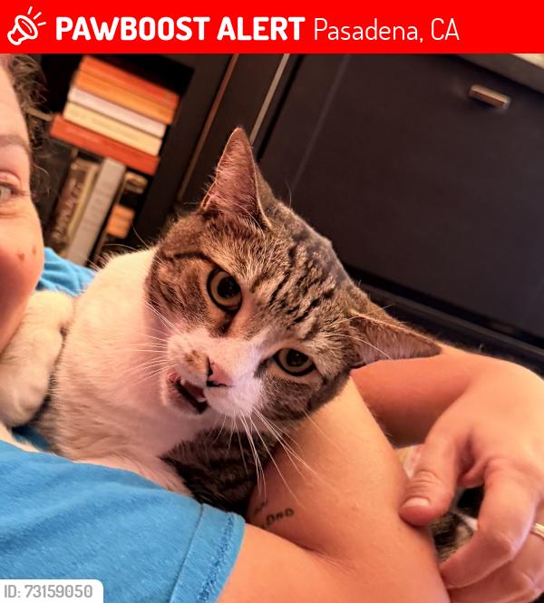 Lost Female Cat last seen Martelo & corson, Pasadena, CA 91107