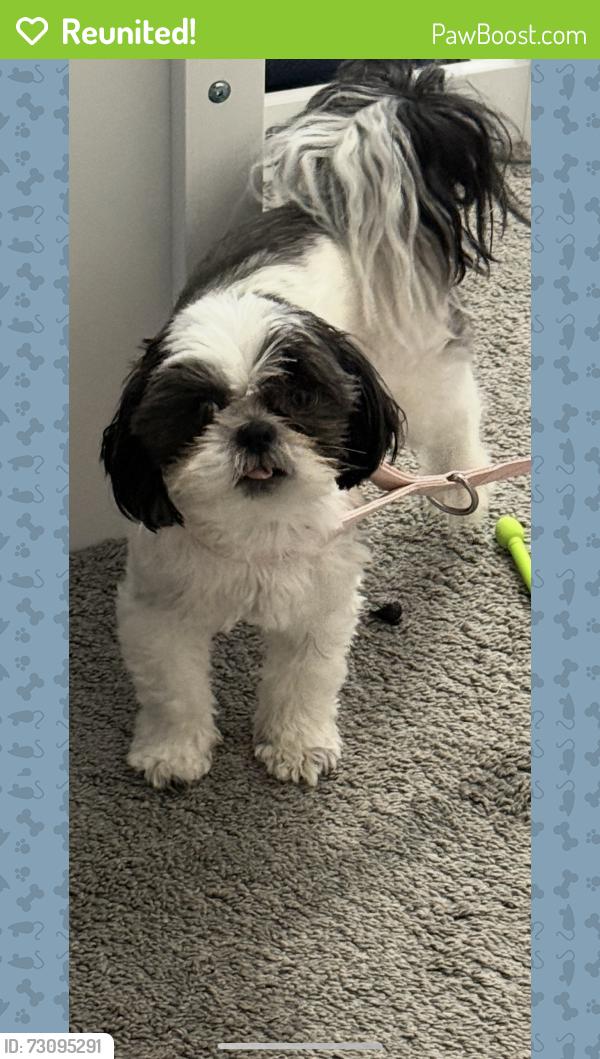 Reunited Female Dog last seen Sean Haggerty, El Paso, TX 79934