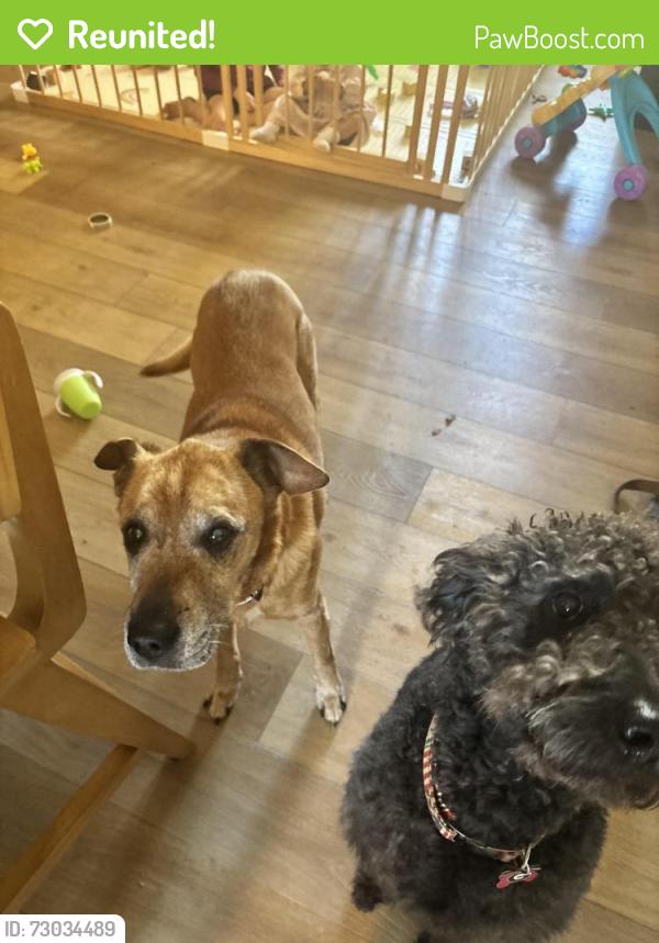 Reunited Male Dog last seen Seven hills and Mabry lane, Acworth, GA 30101