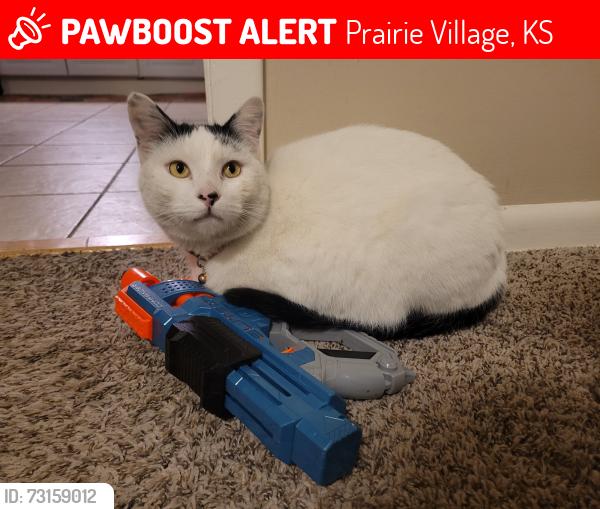 Lost Male Cat last seen West 76th St and Lamar Ave, Prairie Village, KS 66208