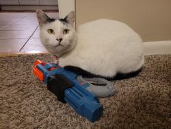 Lost Male Cat last seen West 76th St and Lamar Ave, Prairie Village, KS 66208
