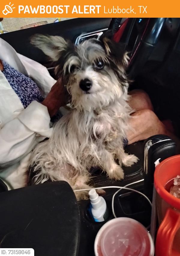 Found/Stray Unknown Dog last seen 13th and Quaker, Lubbock, TX 79416
