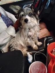 Found/Stray Unknown Dog last seen 13th and Quaker, Lubbock, TX 79416