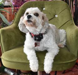 Reunited Female Dog last seen 22 mile and gratiot, New Baltimore, MI 48051