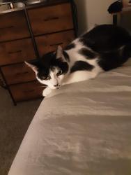 Lost Female Cat last seen Norwich and linda road, Hilliard, OH 43026