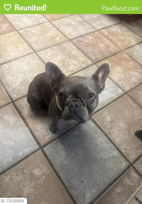 Reunited Female Dog last seen Near Valley View Ave, Whittier, CA 90604, USA, Whittier, CA 90604