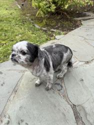 Reunited Male Dog last seen Ashton and Head, San Francisco, CA 94132