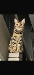 Lost Male Cat last seen Warner terrace, sunningdale area, London, ON N6G 0E6