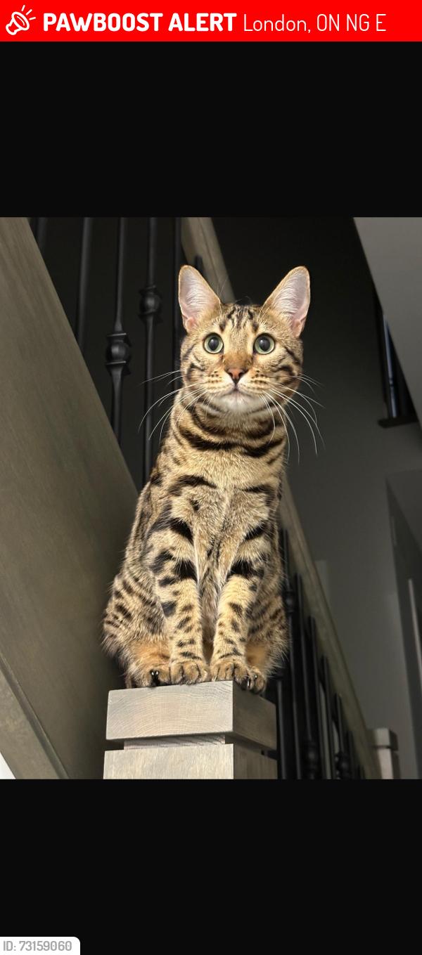 Lost Male Cat last seen Warner terrace, sunningdale area, London, ON N6G 0E6