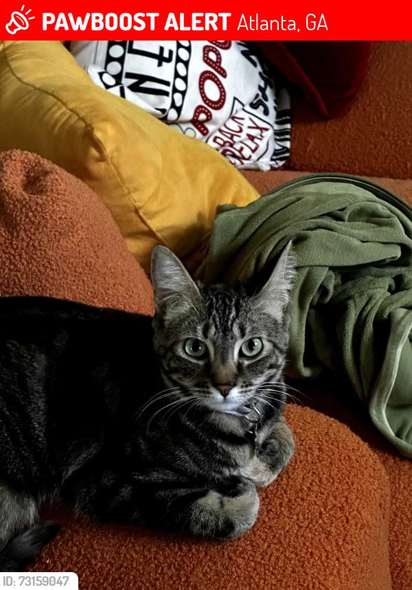 Lost Female Cat last seen Loch Lomond Trl, New Hope Rd, Atlanta, GA 30331