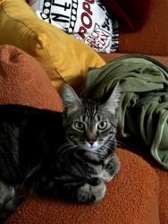 Lost Female Cat last seen Loch Lomond Trl, New Hope Rd, Atlanta, GA 30331