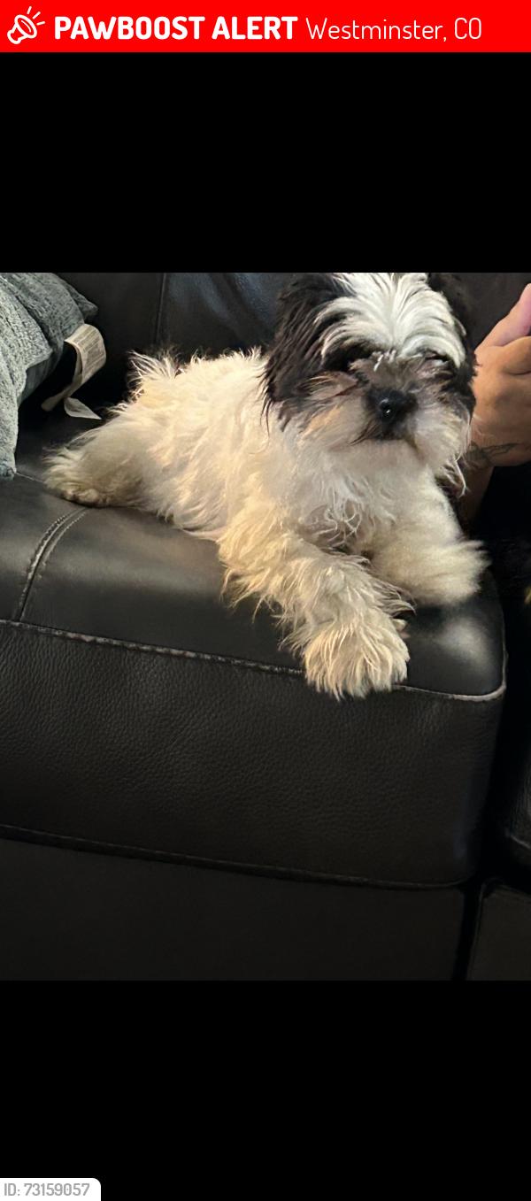 Lost Male Dog last seen 80th federal, Westminster, CO 80031