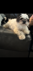 Lost Male Dog last seen 80th federal, Westminster, CO 80031
