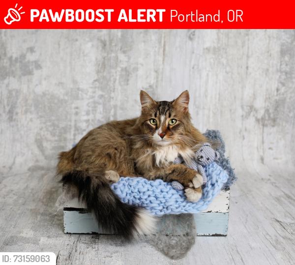 Lost Male Cat last seen Markham/ Marshall Park area, Portland, OR 97219