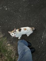 Found/Stray Female Cat last seen Wanders around on Daves Rd, Webb Rd, NC 28040