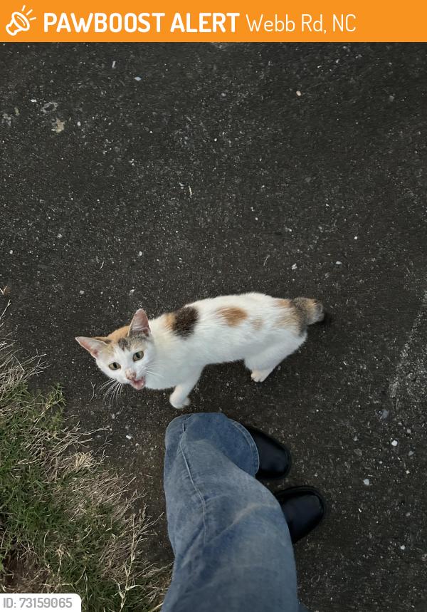 Found/Stray Female Cat last seen Wanders around on Daves Rd, Webb Rd, NC 28040