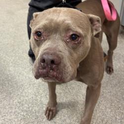 Shelter Stray Female Dog last seen , 8464 Beach Blvd, Jacksonville, FL 32216, USA