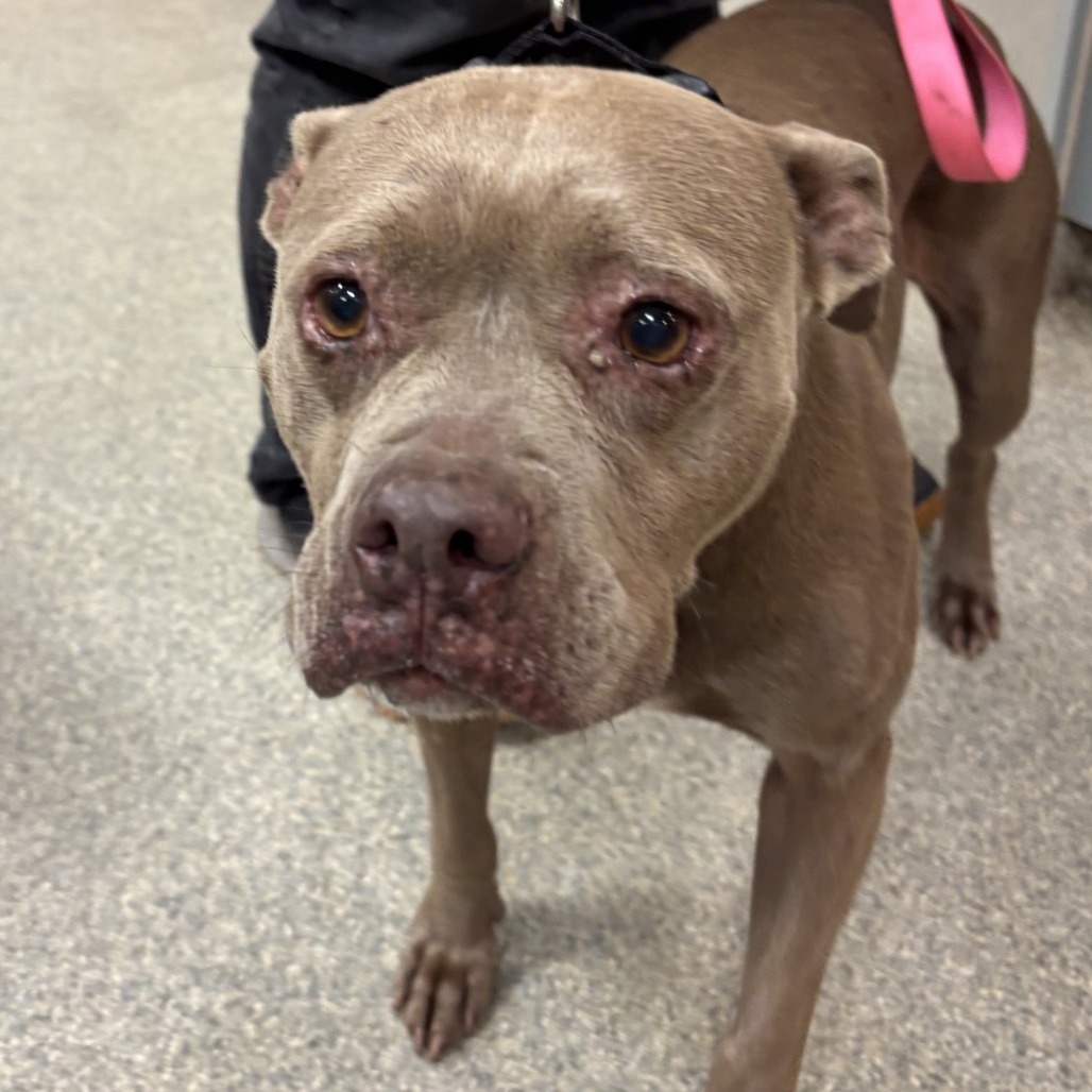 Shelter Stray Female Dog last seen , 8464 Beach Blvd, Jacksonville, FL 32216, USA