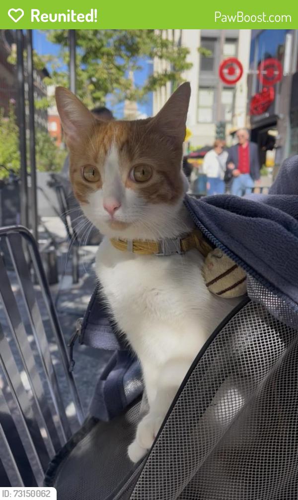 Reunited Female Cat last seen Corona, Denver, CO 80218