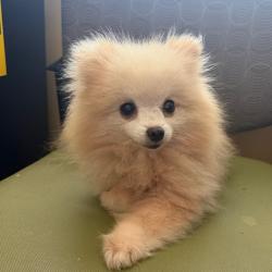 Shelter Stray Female Dog last seen , 2350 Appling City Cove, Memphis, TN 38133, USA