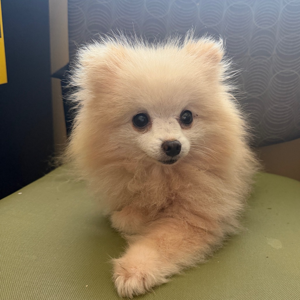 Shelter Stray Female Dog last seen , 2350 Appling City Cove, Memphis, TN 38133, USA