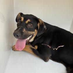 Shelter Stray Male Dog last seen , 4500 N Access Rd, Chattanooga, TN 37415, USA